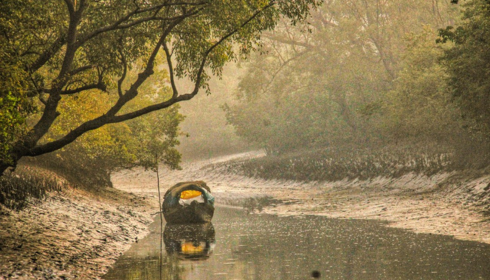 Sundarban Tour: Explore the Majestic Mangrove Forests of India