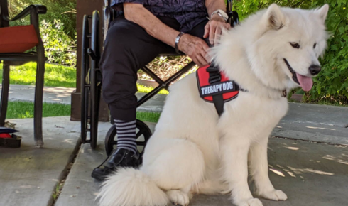 Owner and Dog Teamwork Coaching Scottsdale Guide